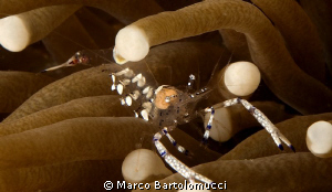 Periclemenes venustus by Marco Bartolomucci 
